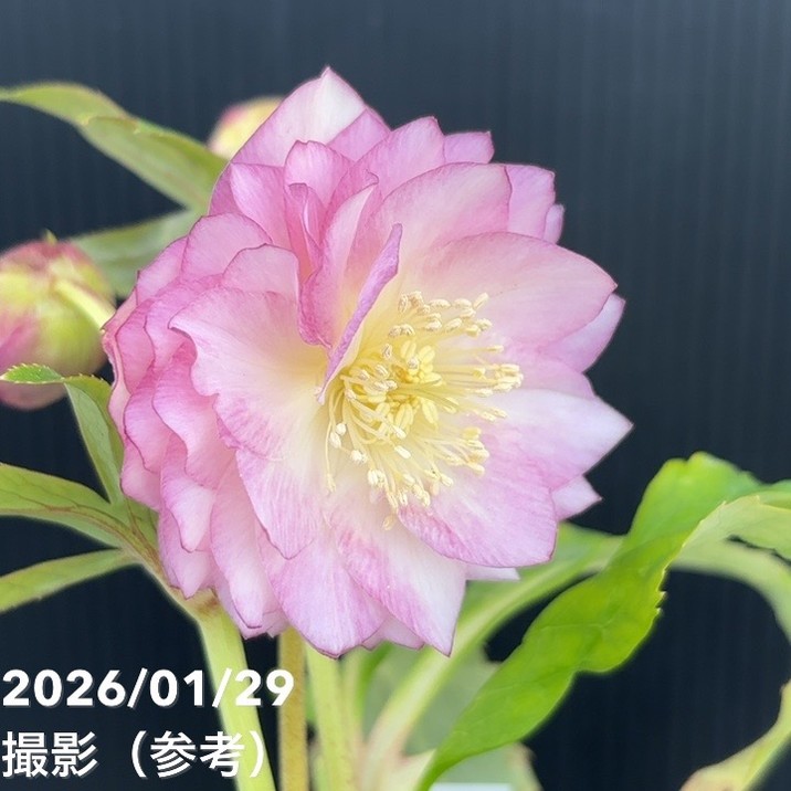 一点物】加藤農園 多弁ゴールドクリスマスローズ アフロディーテ