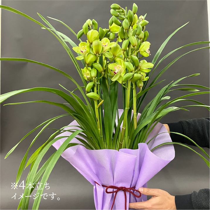 シンビジューム グリーン系 6号 3本立｜洋蘭04-PA | ギフト,胡蝶蘭・洋