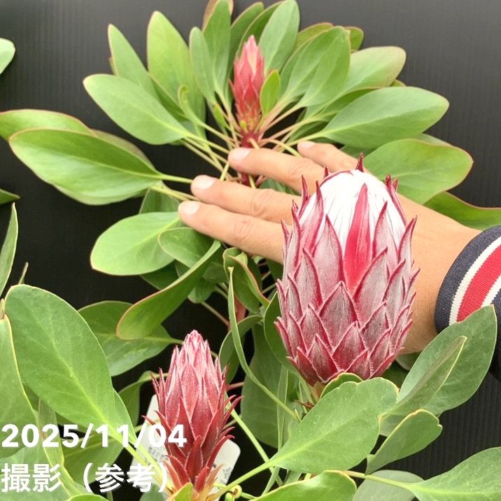 現品お届け】キングプロテア リトルプリンス（5花付き）7号苗 PVP