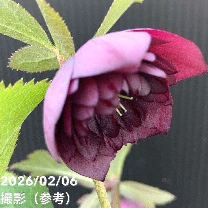 お買い得一点物咲き進み株】加藤農園 中間色系多弁クリスマスローズ