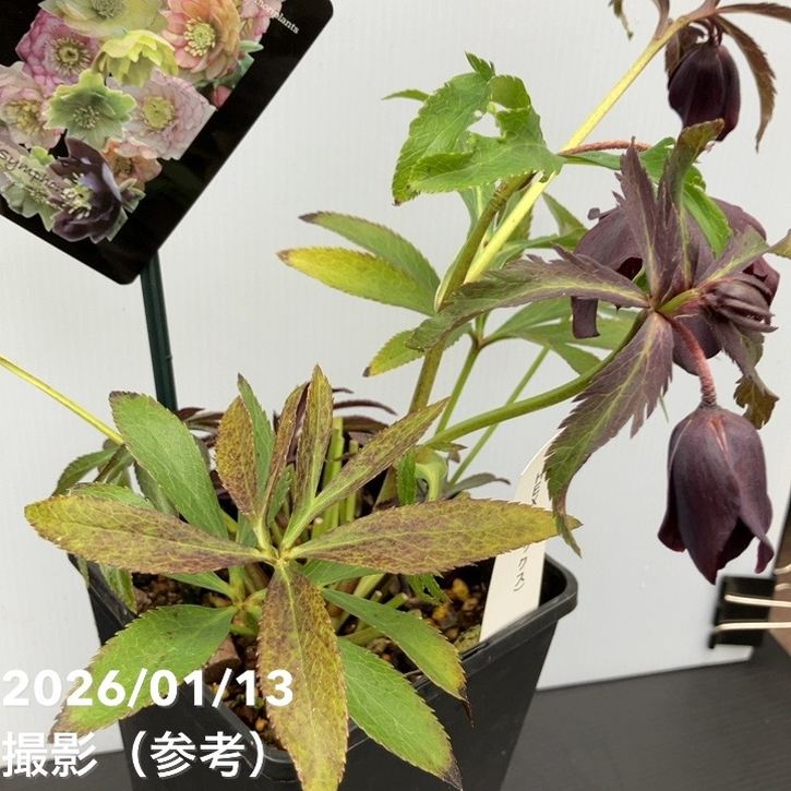 一点物】堀切園 クリスマスローズ ウィンターシンフォニー HEXE