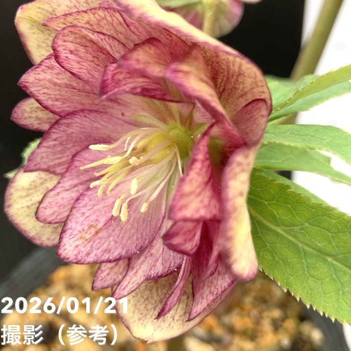 一点物】加藤農園 クリスマスローズ 4.5号（KT32）｜山野04-PA | 草花