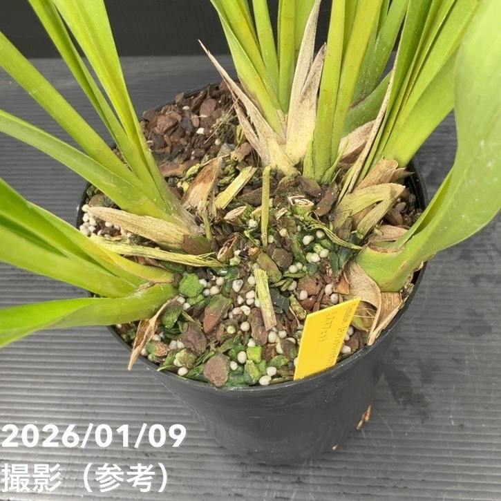 花芽3個＞ミスマフェット 6号｜ミツバチ蘭｜洋蘭10-TU | 草花,蘭