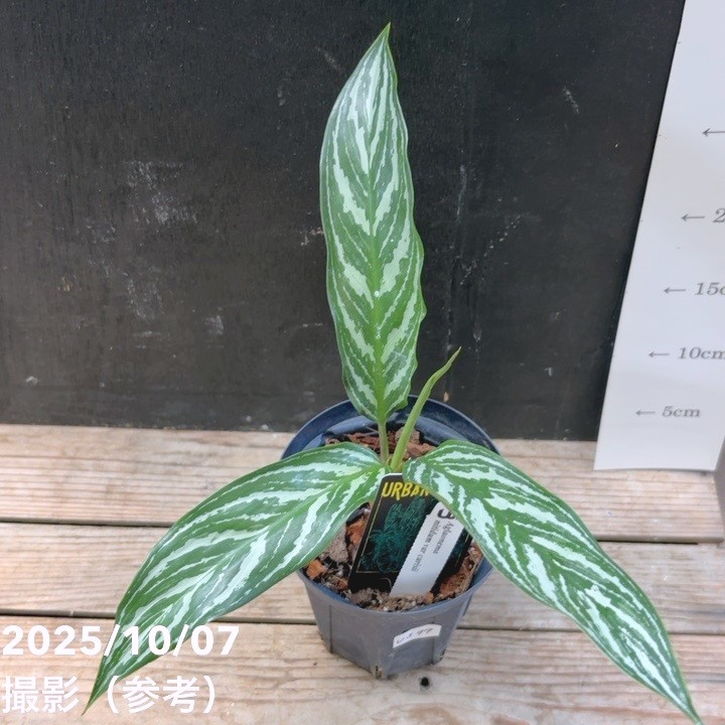 現品お届け】アグラオネマ ニティドゥム カーティシー Aglaonema