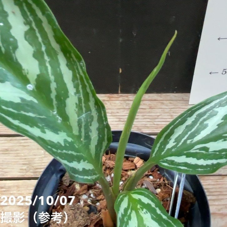 現品お届け】アグラオネマ ニティドゥム カーティシー Aglaonema