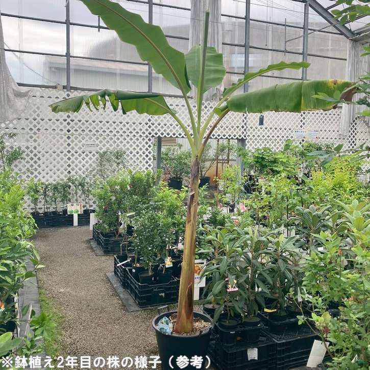 数量限定】アイスクリームブルーバナナ（苗）4号｜果樹04-PA | 果樹