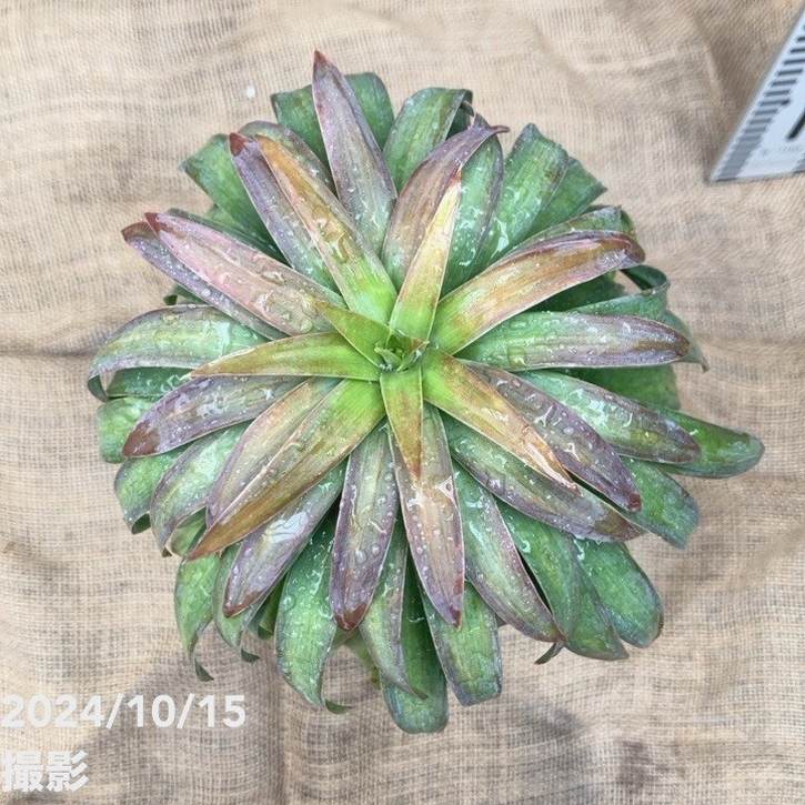 数量限定】ユッカ 6号 デスメティアーナ コンパクト（Yucca desmetiana