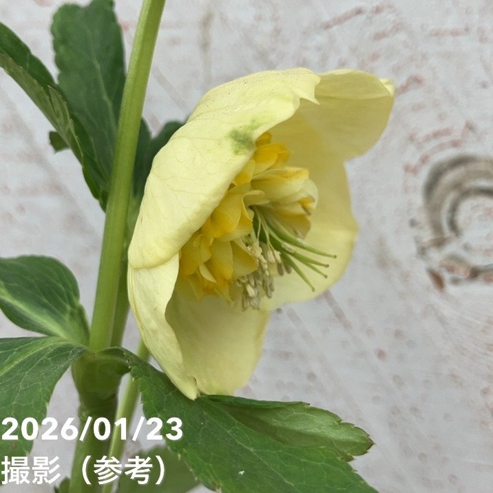 一点物】加藤農園 クリスマスローズ モーリー 4.5号（KT39）｜山野04