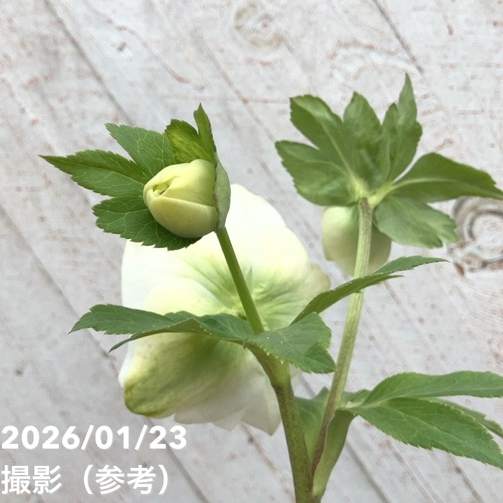 一点物】加藤農園 クリスマスローズ モーリー 4.5号（KT41）｜山野04