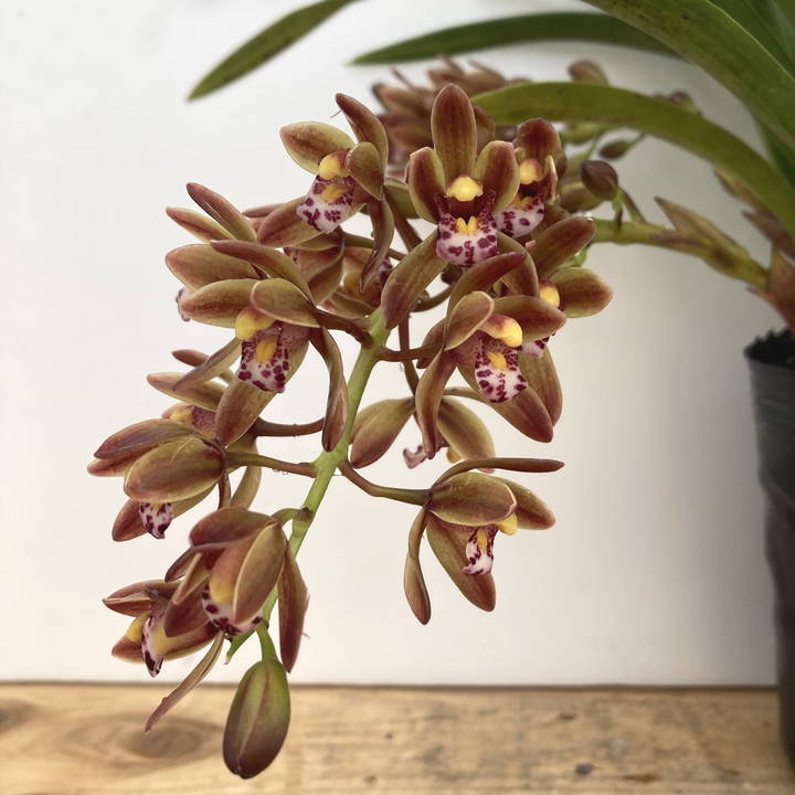 花芽6個以上＞キンリョウヘン 6号大株（原種 赤花系）｜ミツバチ蘭｜洋