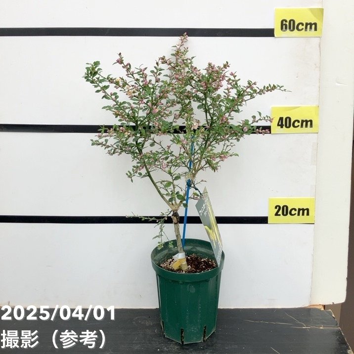 フィンガーライム 5号ロングスリット鉢 グリーンジャイアント｜柑橘