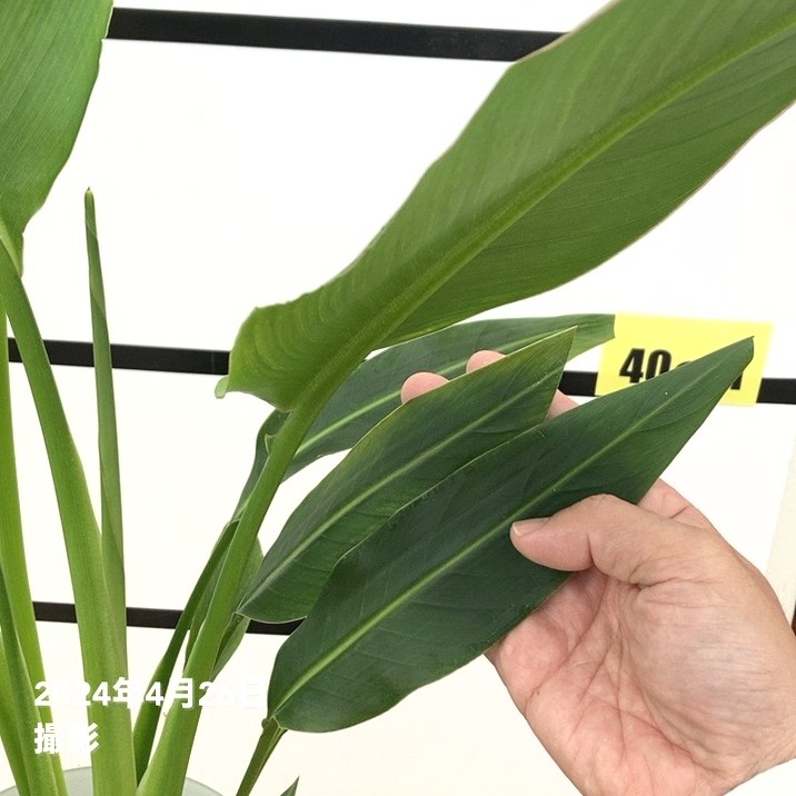 旅人の木（タビビトノキ）7号｜観葉10-TU | 観葉・多肉 | 赤塚植物園