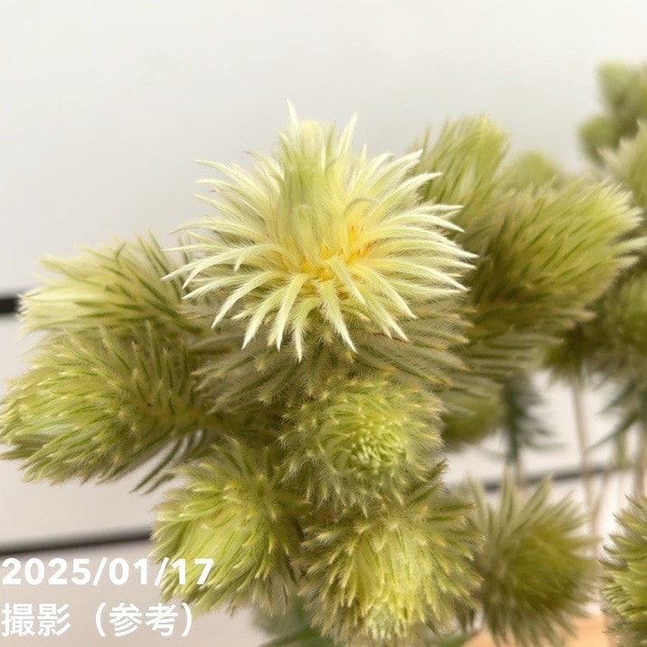 現品お届け】フィリカ プベッセンス ワフトフェザー 7号｜花木10-TU