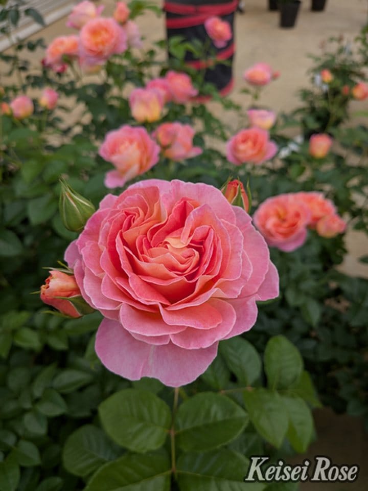 NEW】バラ大苗 ドルンブルガー シュロスローズ 4.5号ロングポット 京成