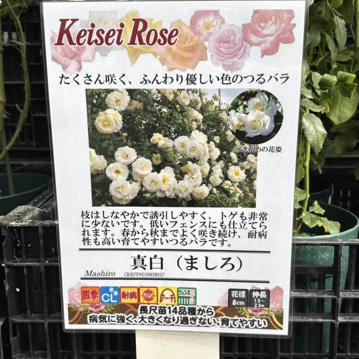 秦森康屯 白バラ 秦森康屯 白バラ 5/18 バラ | 藤沢市長久保公園 都市