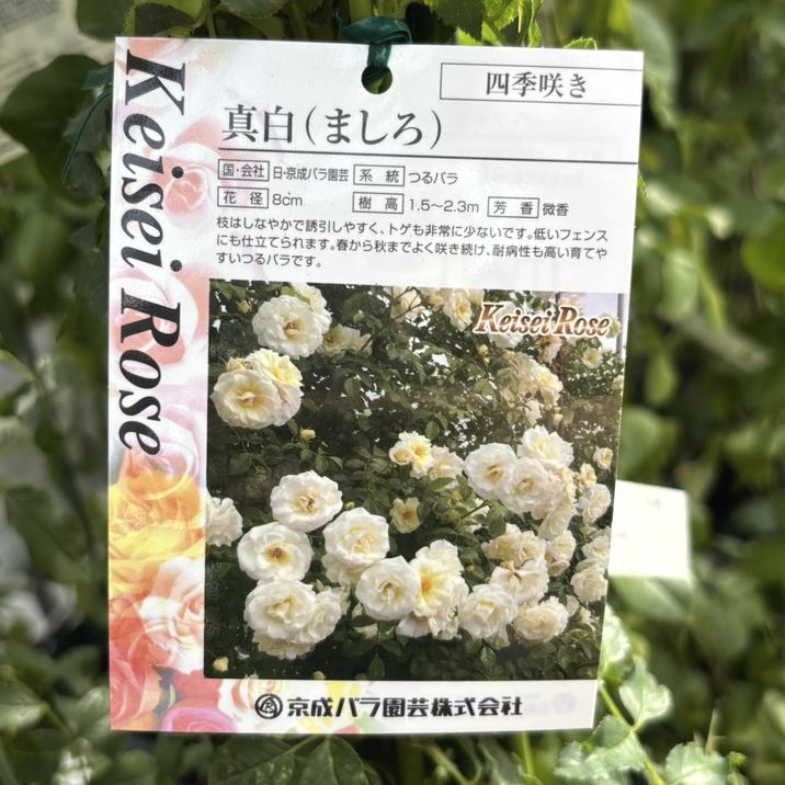 秦森康屯 白バラ 秦森康屯 白バラ 5/18 バラ | 藤沢市長久保公園 都市