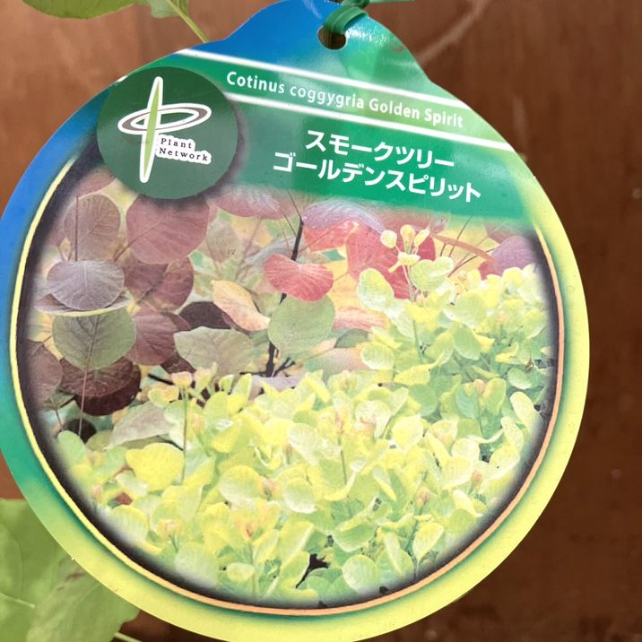 スモークツリー ゴールデンスピリット 6号ポット PVP｜s200｜花木10-TU