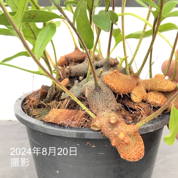アリ植物 レカノプテリス Lecanopteris 4.5号｜観葉01-D1 | 観葉・多肉