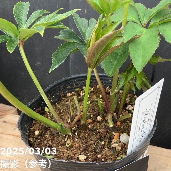 一点物】大和園 クリスマスローズ オリジナル交配種 4.5号（YA4