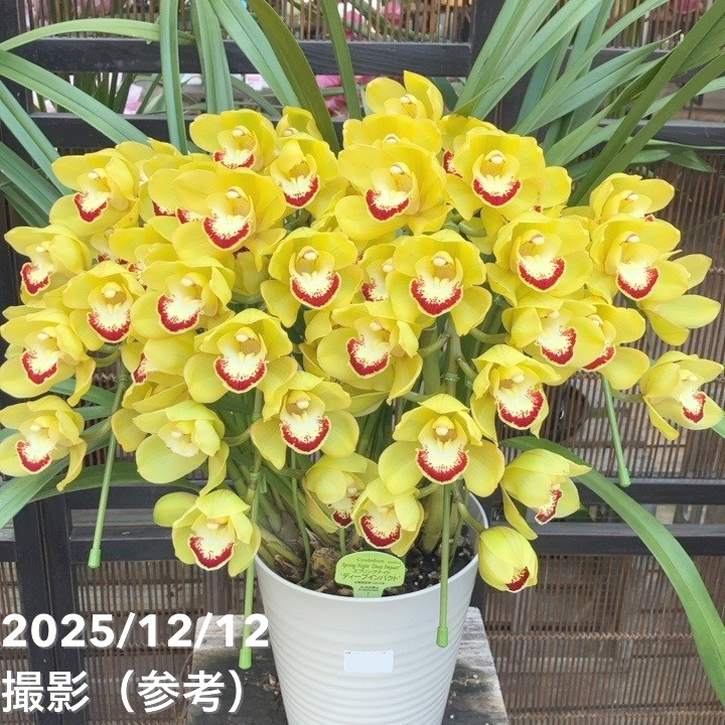 シンビジューム アーチ 7号プラ鉢 4本立 スプリングナイト ディープ