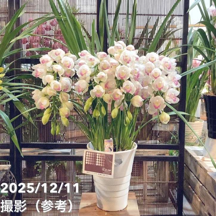 シンビジューム アーチ 7号陶器鉢 4本立 ピンクペルペチュエル｜s200