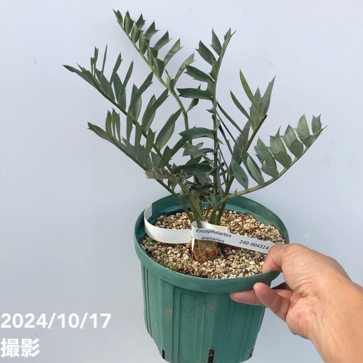 激レア！現品お届け】エンセファラルトス アレナリウス（Enephalartos