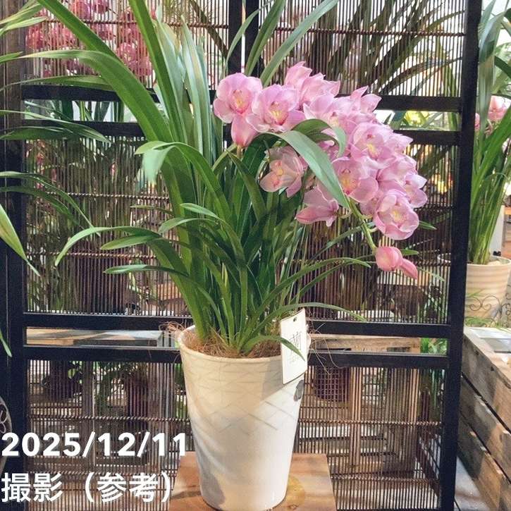 シンビジューム アーチ 7号陶器鉢 3本立 エンザンスプリング