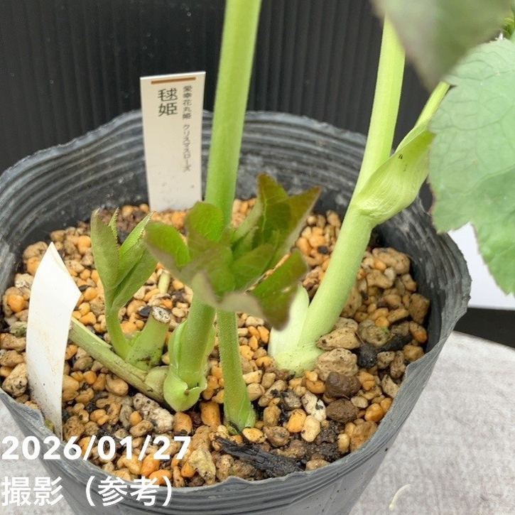 お買い得一点物咲き進み株】加藤農園 愛幸花丸姫 クリスマスローズ 毬