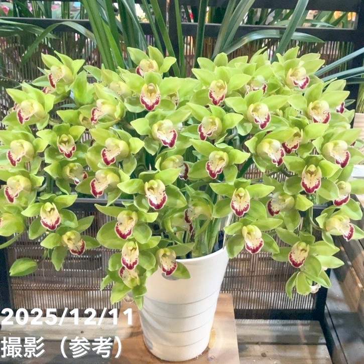 シンビジューム アーチ 7号陶器鉢 4本立 グリーンカルテット｜s200｜洋