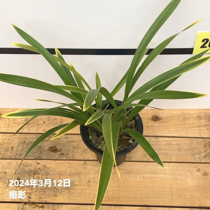 花芽2個付き＞キンリョウヘン 4号（常盤錦）｜ミツバチ蘭｜洋蘭10-TU