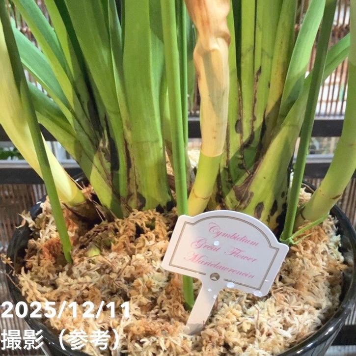 シンビジューム 8号 陶器鉢 4本立 マリーローランサン｜s200｜洋蘭04