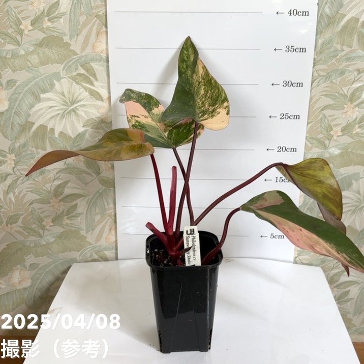 フィロデンドロン ストロベリーシェイク Philodendron cv Strawberry