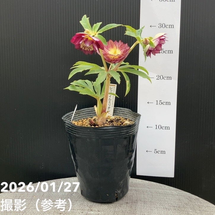 一点物】加藤農園 サンシャインゴールドクリスマスローズ レッドイル