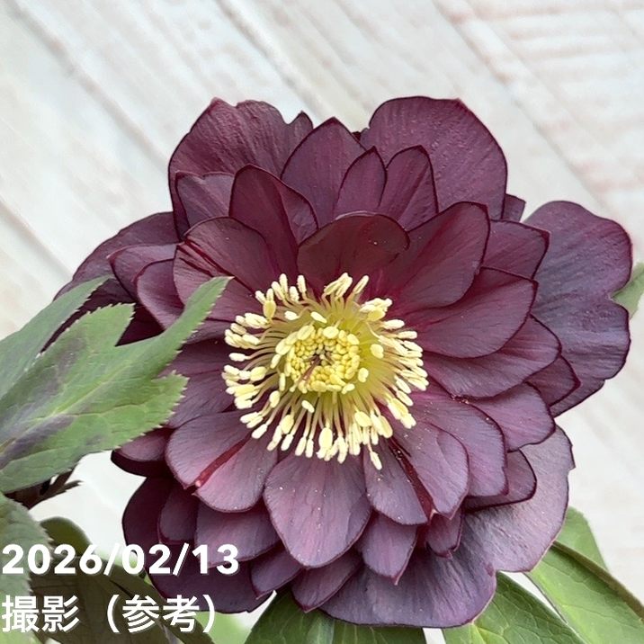 一点物】広瀬園芸 クリスマスローズ 4.5号（HR22）｜山野04-PA | 草花