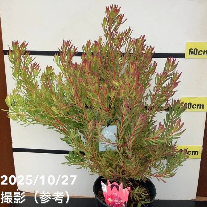 現品お届け】リューカデンドロン ゾーイ 7号｜花木10-TU | 花木・庭木