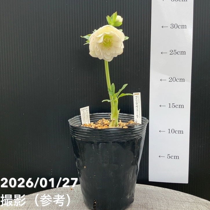 クリスマスローズ 認定毬姫プリマヴェーラ 加藤農園 クリスマスローズ