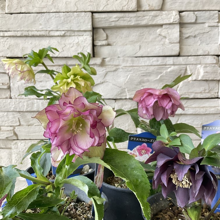 八重咲きクリスマスローズ 4寸鉢 選べる10種 | 鉢花・花苗 | 橋本種苗