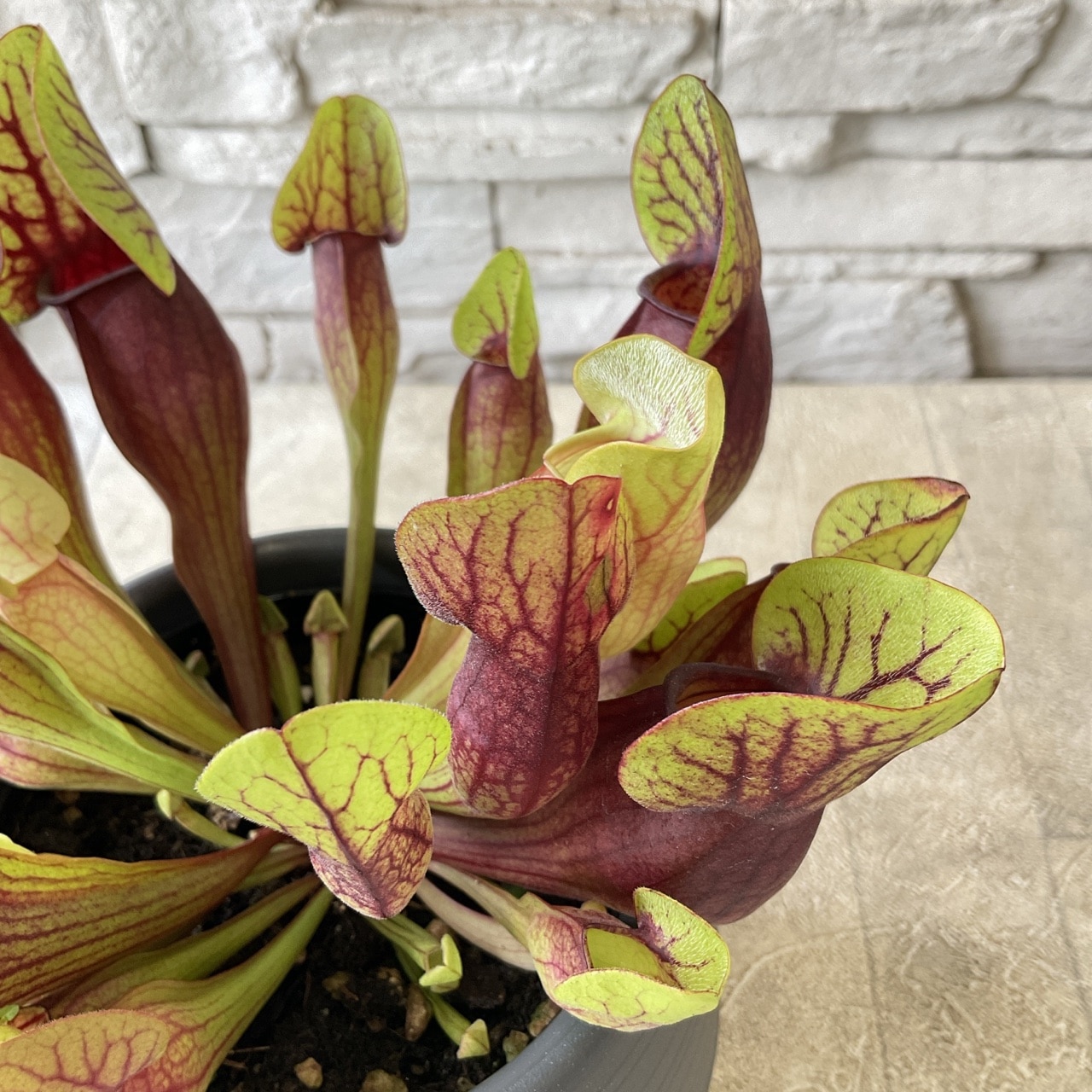 食虫植物 サラセニア 4寸鉢 | 鉢花・花苗 | 橋本種苗園オンラインストア