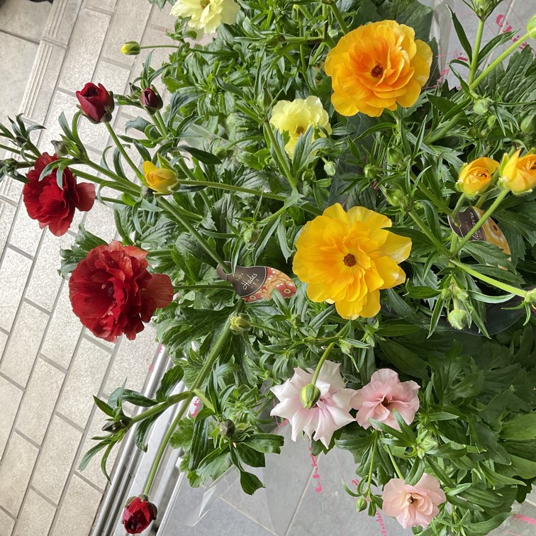 ラナンキュラス ラックスシリーズ 6号鉢 選べる4色 | 鉢花・花苗