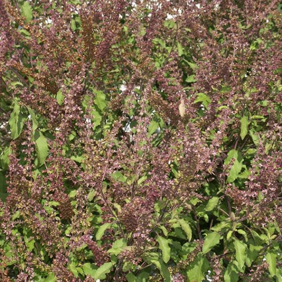 トゥルシー（ホーリーバジル）（種） | 日野春ハーブガーデン