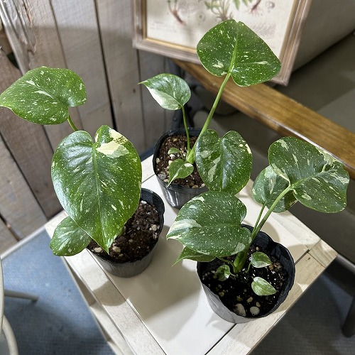 モンステラ タイコンステレーション(斑入り) 3号ポット(個体おまかせ1