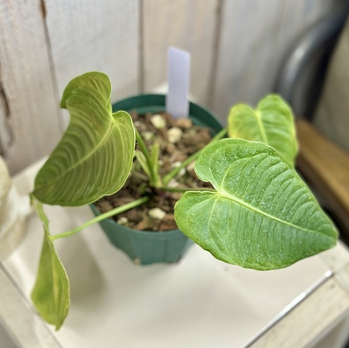 アンスリウム ベイチー 4号硬質(緑鉢) ※多少の葉傷みあり｜芳樹園