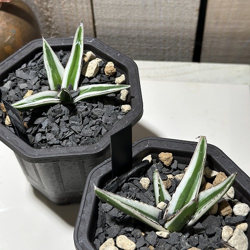 アガベ氷山 多肉植物：アガベ 氷山*幅8cm | サボテン＆多肉植物,多肉