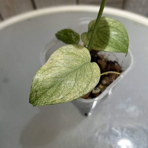 斑入りモンステラ ホワイトモンスター(天津蘭) 3.5号ロング透明鉢(現品