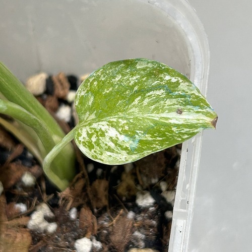 斑入りモンステラ ホワイトモンスター(天津蘭) 3.5号ロング透明鉢(現品