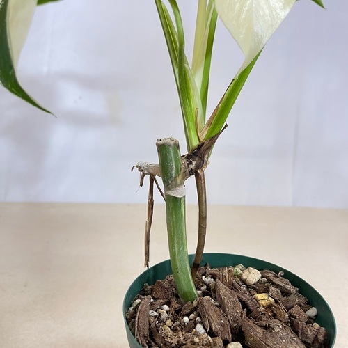 モンステラ ホワイトタイガー 4号スリット鉢 個体B｜芳樹園オンライン