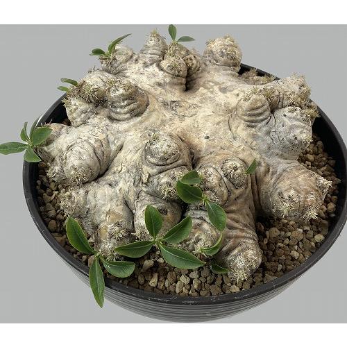 パキポディウム ブレビカウレ(恵比寿笑い) 大株 7号｜芳樹園オンライン