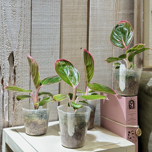 アグラオネマ ロータスデライト 2.5号透明ポット(個体おまかせ1鉢