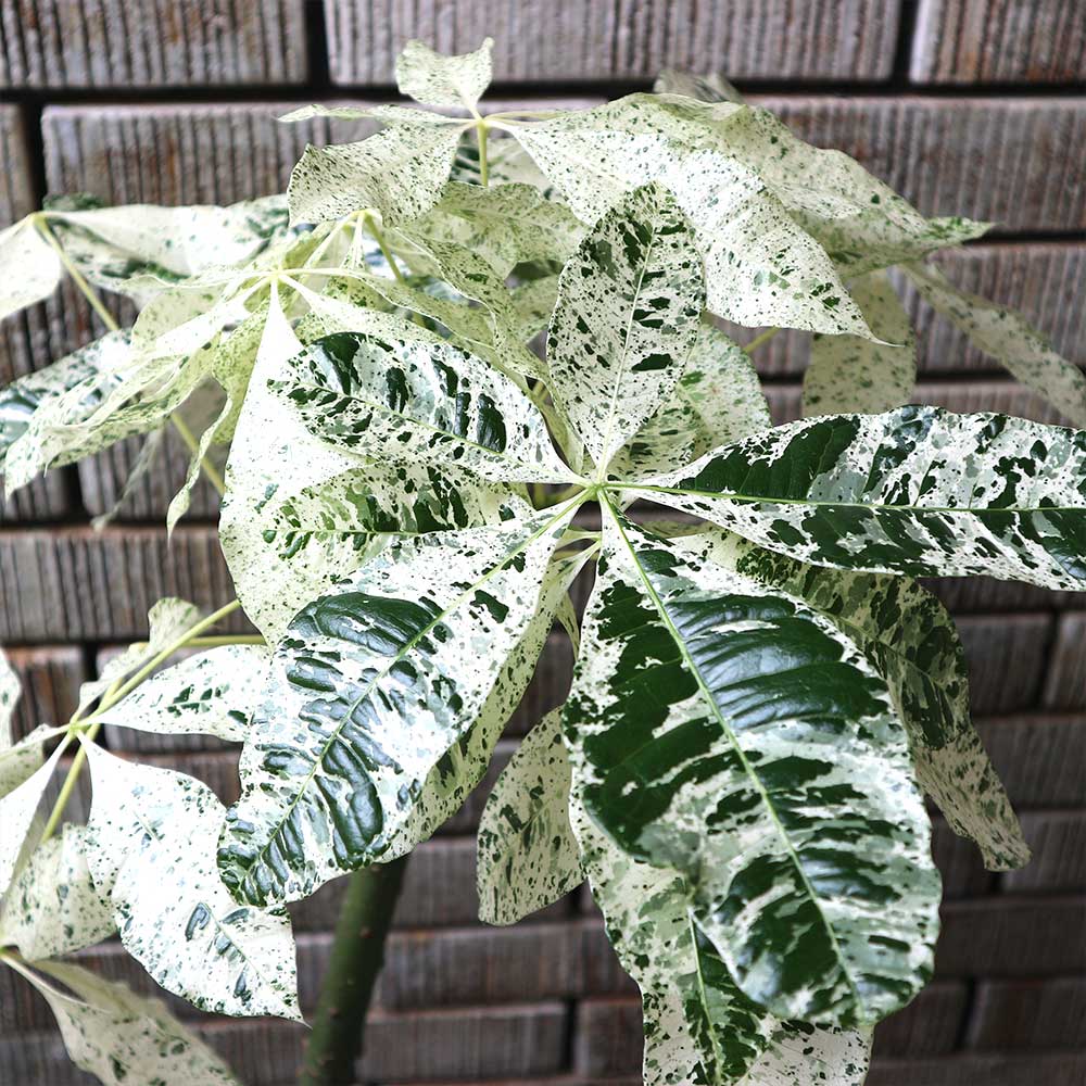 パキラミルキーウェイ【大型 観葉植物 7号鉢／1個】｜ 【植物の