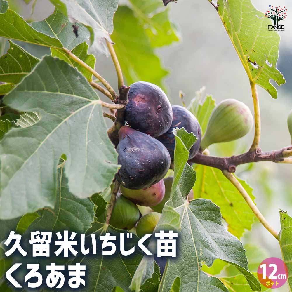 17 くろいわ様 イチジク穂木 19種 17 くろいわ様 イチジク穂木 19種